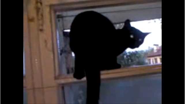 How to Respond to a Barking Cat