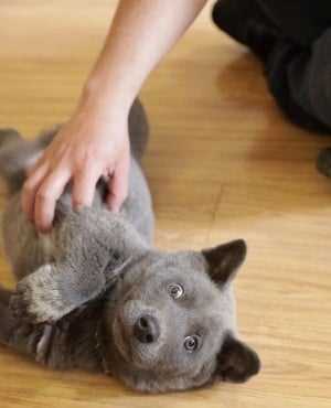 Finding a Cat-Like Dog in Shelters