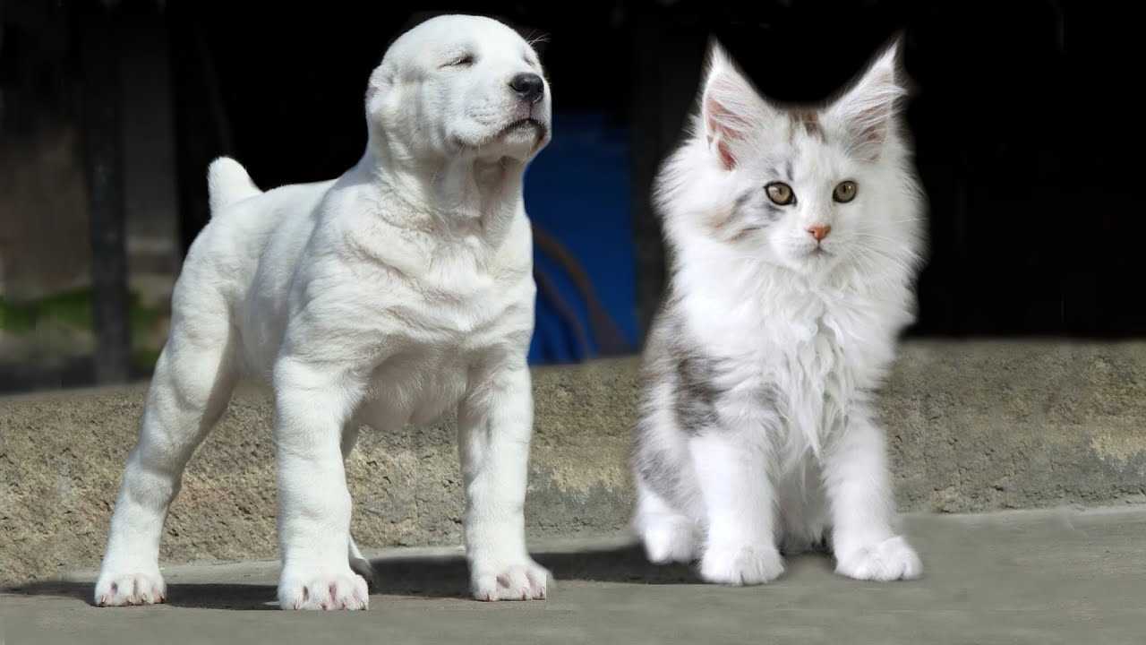 Movement and Behavior