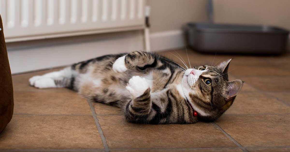 Preparing for Common Feline Trivia Topics