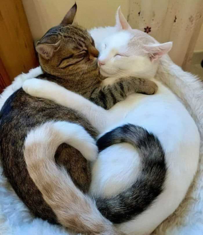 Managing Space and Resources for Multiple Felines