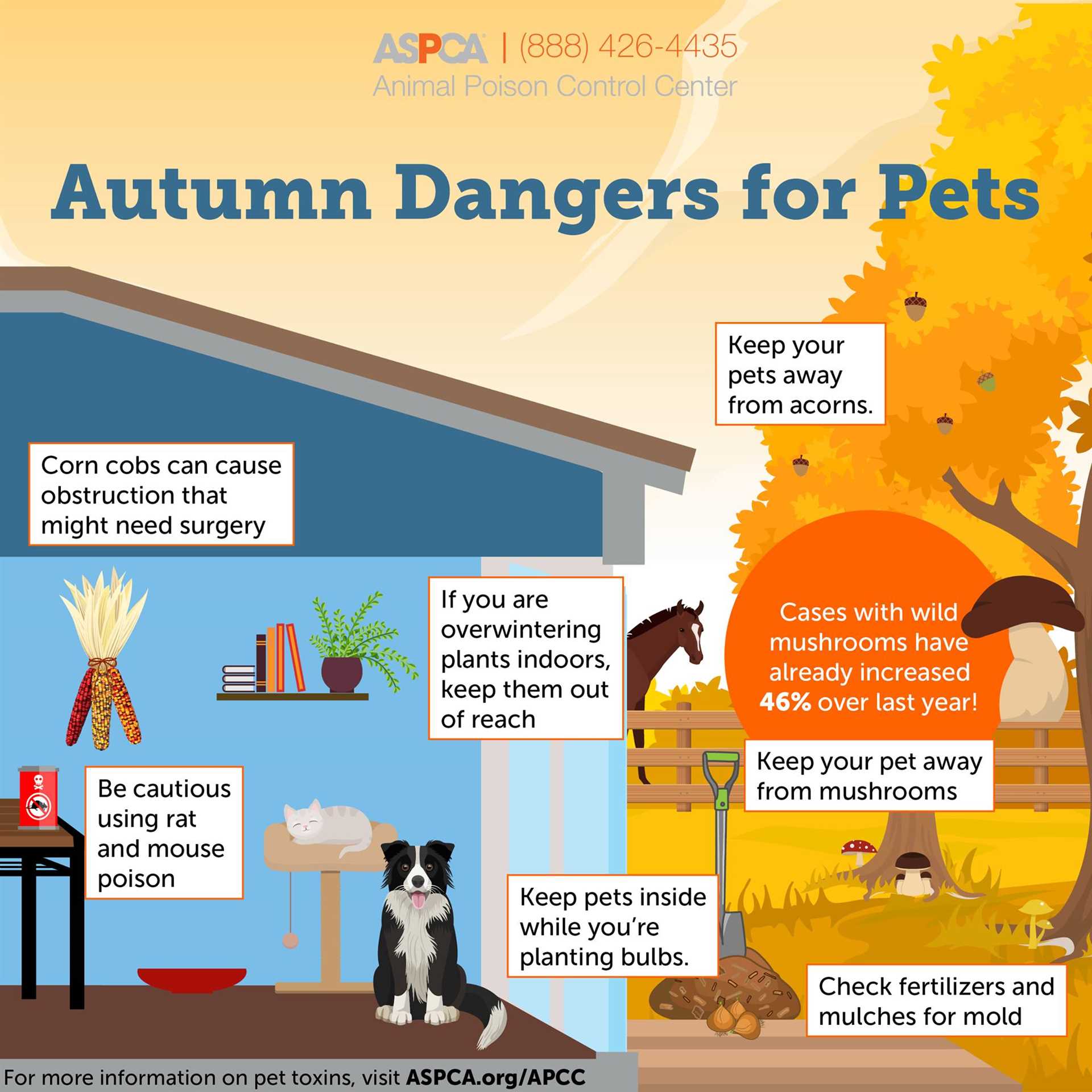 Understanding the Toxicity of Acorns for Cats