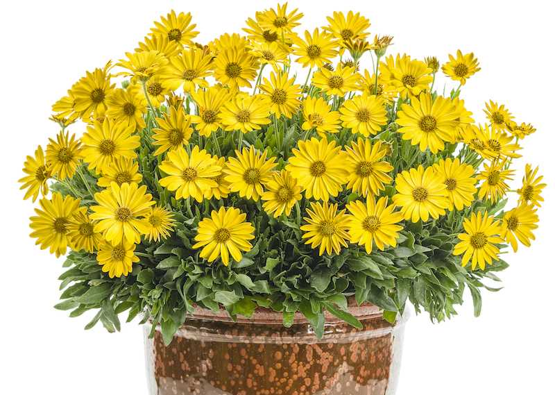 Preventing Access to African Daisies for Your Cats