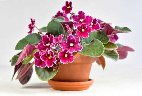 Are African Violet Plants Safe for Felines?