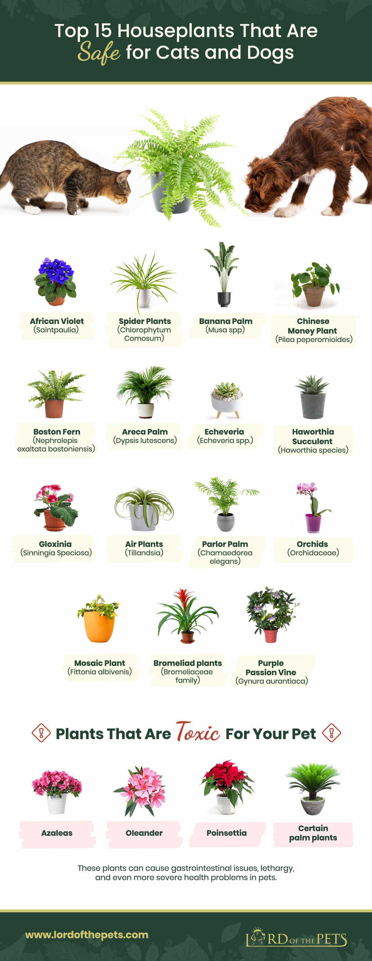 Are African Violets Safe for My Feline Friends?