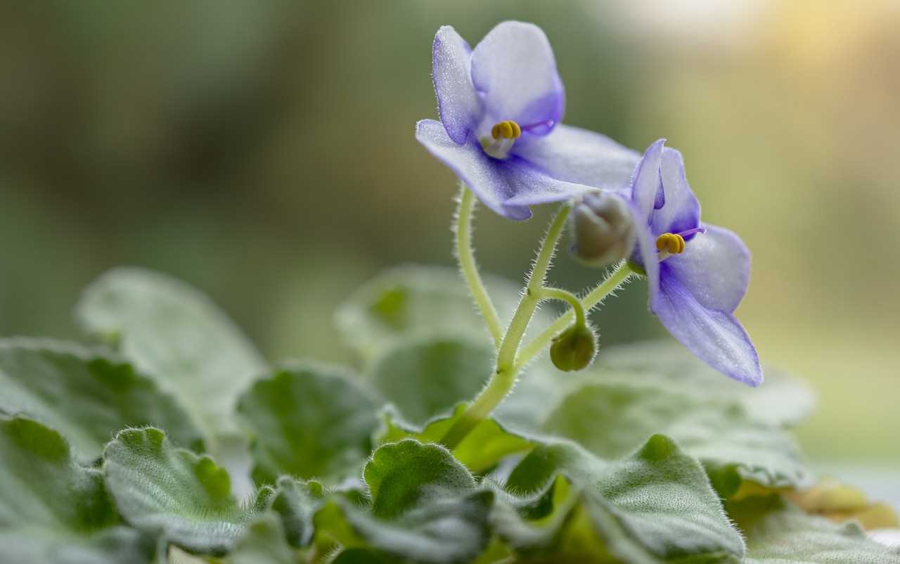 Safe Alternatives: Cat-Friendly Plants for Your Home