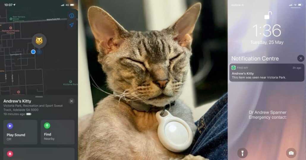 Assessing the Safety of Airtags for Feline Use