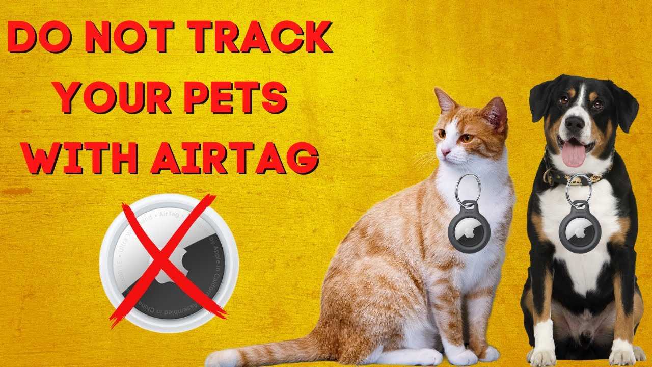 How to Properly Attach an Airtag to Your Cat's Collar