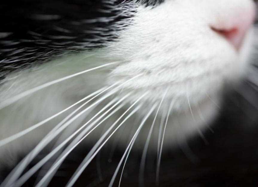 Implications of Whisker Color on Health and Behavior
