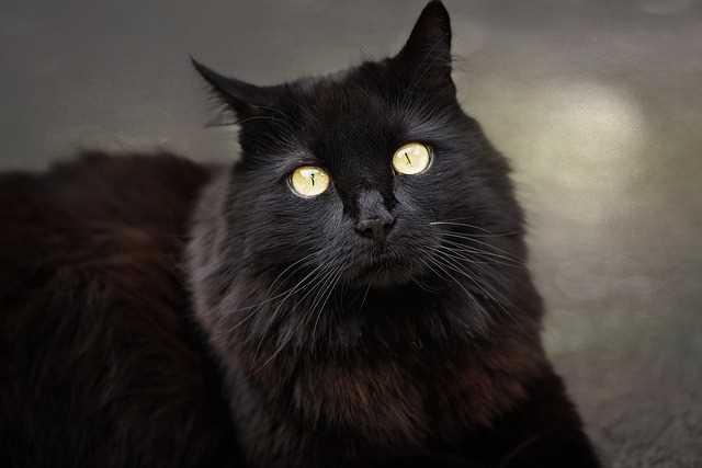 Understanding the Color Variations in Whiskers