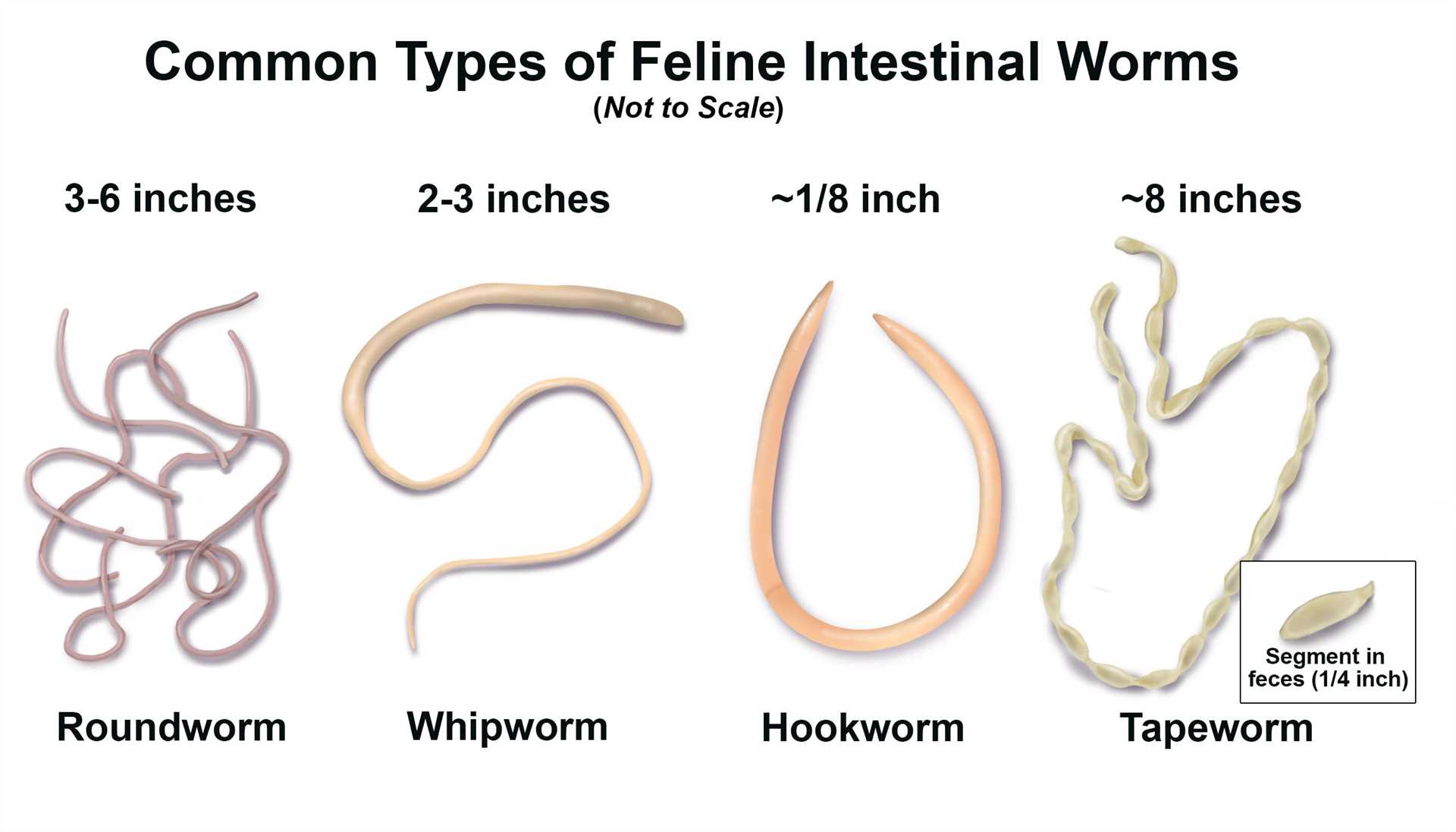 Signs of Worm Infestations in Young Kittens and When to Seek Treatment