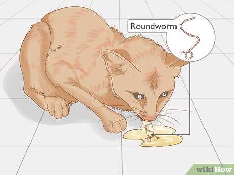 Additionally, preventive measures play a key role in maintaining your kitten's well-being. Implementing a routine deworming schedule as recommended by your veterinarian can significantly reduce the chances of an infestation. Healthy habits, like keeping their environment clean and providing a balanced diet, are also essential for their overall health.