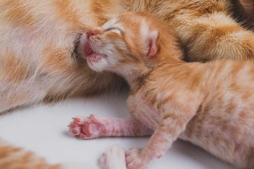 Understanding the Common Types of Worms in Newborn Kittens
