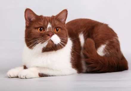 The Genetics Behind Cat Color Variations