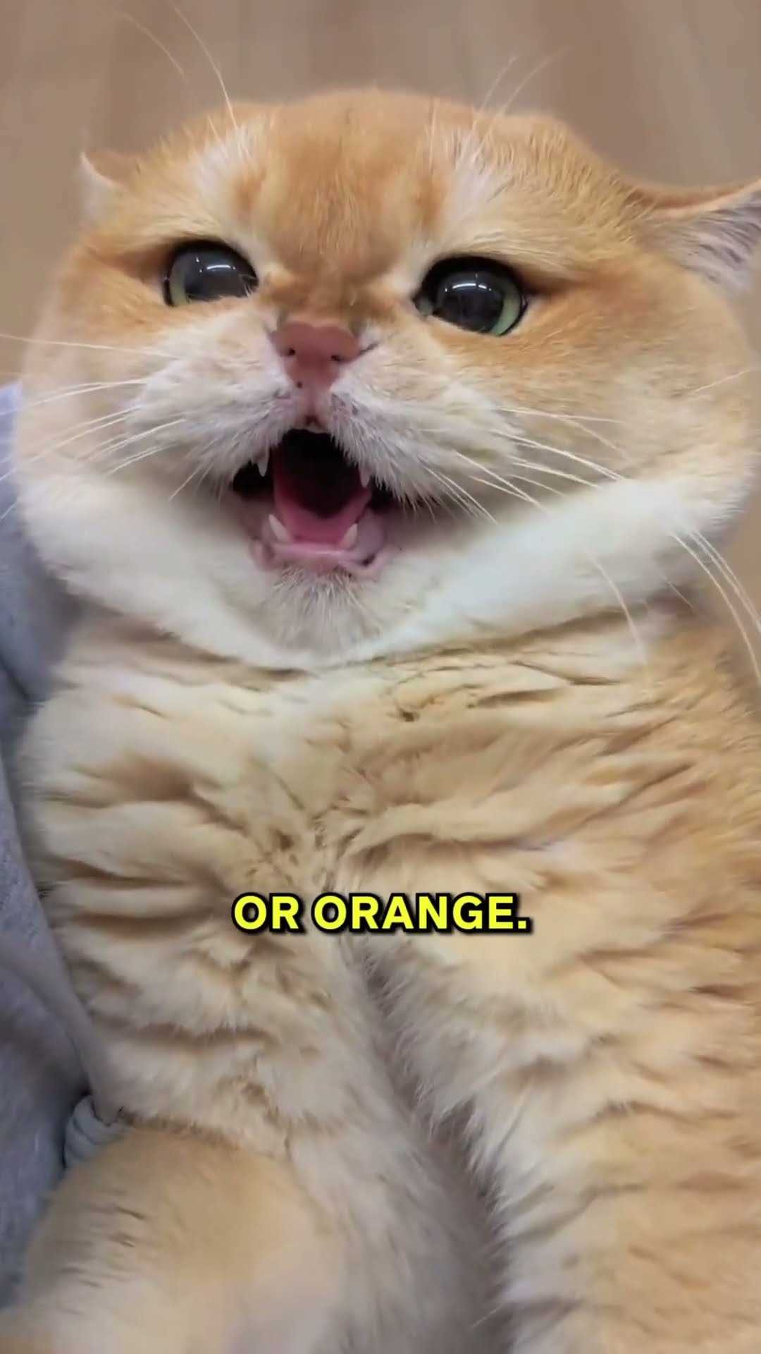 Identifying Rare Cat Colors and Patterns in Breeds