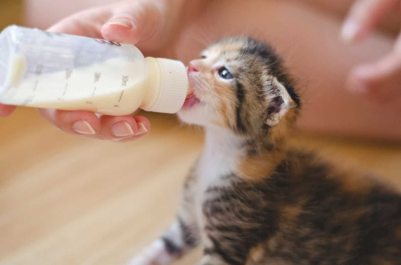Signs Your Feline May Struggle with Dairy
