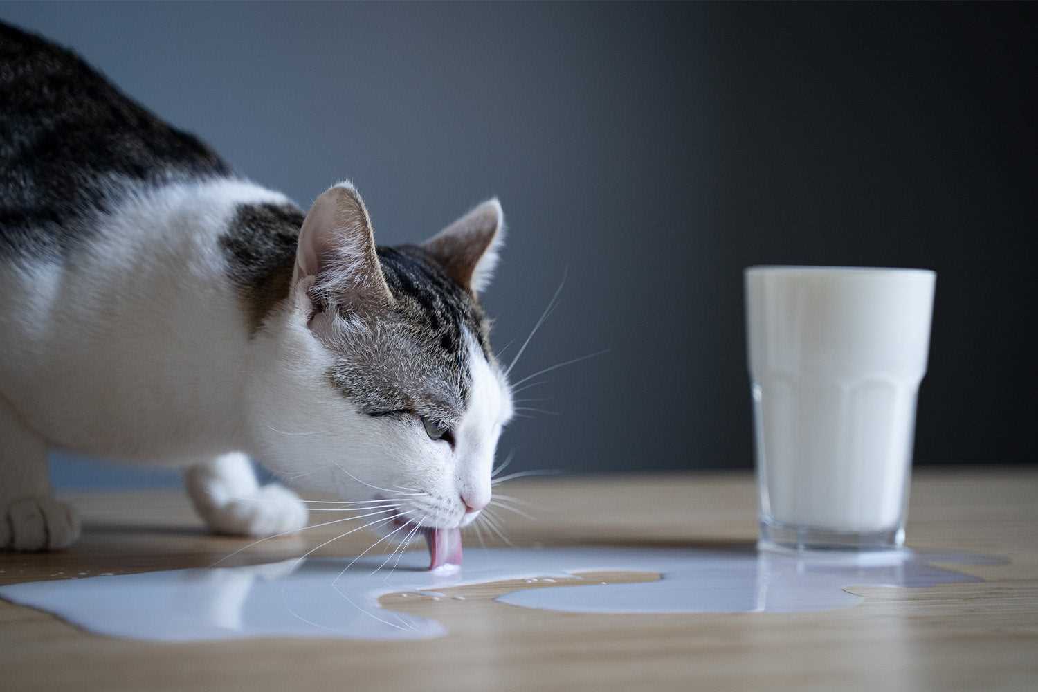 Safe Dairy Alternatives for Cats