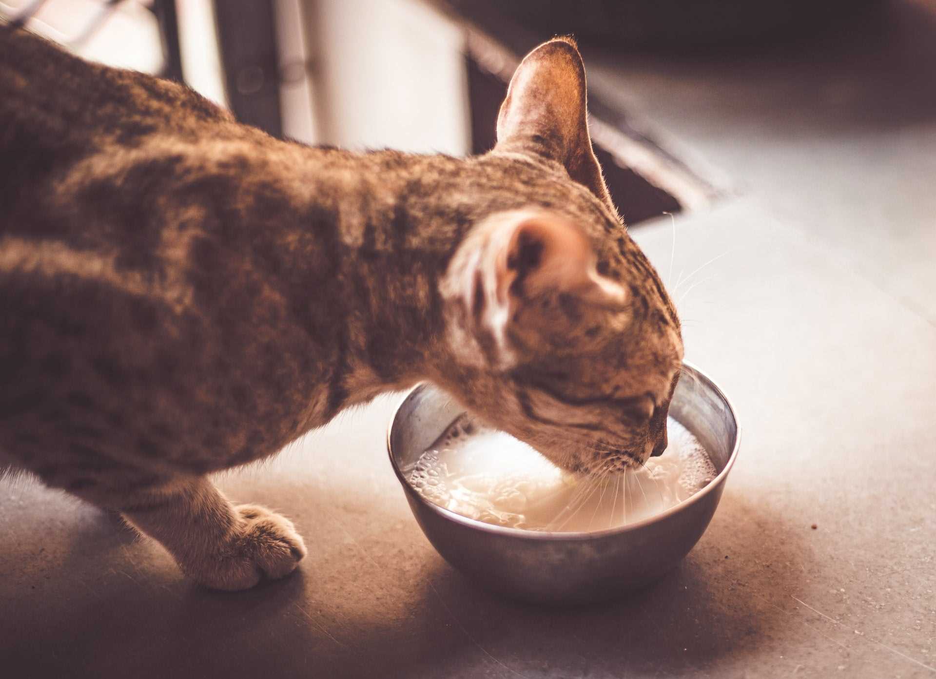 Understanding Lactose Intolerance in Cats