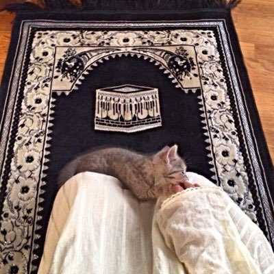 Felines and Their Diverse Roles