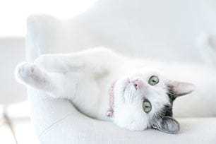 How to Adjust Your Cat's Routine for Optimal Well-being