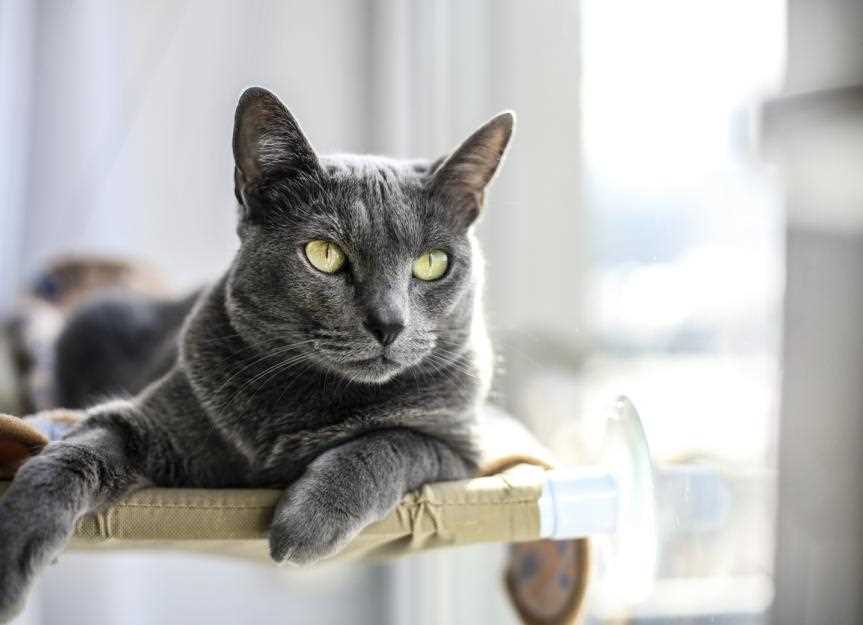 Identifying Characteristics of Russian Blues