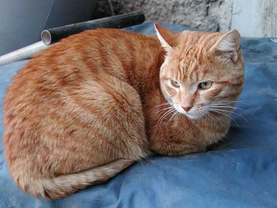 Identifying the Gender of Ginger Felines
