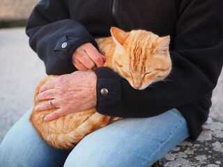 Tips for Managing the Behavior of Your Ginger Feline