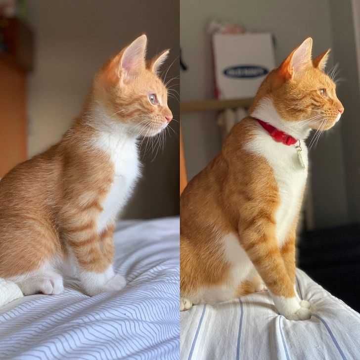 Factors Influencing Personality in Ginger Felines