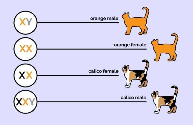Understanding the Genetics of Ginger Felines