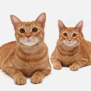 Genetic Markers