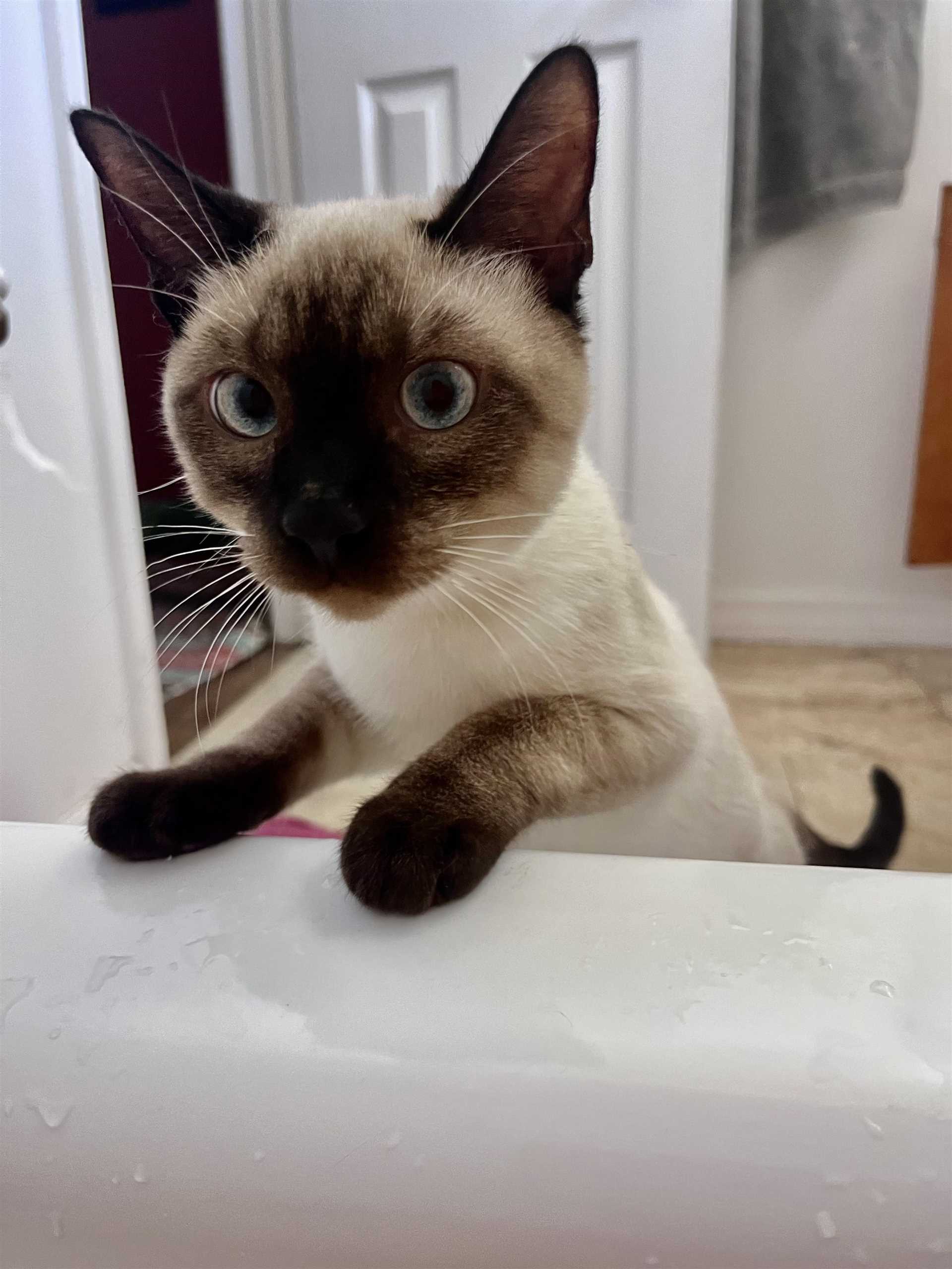 Identifying Crossed Eyes: What to Look for in Your Siamese Cat