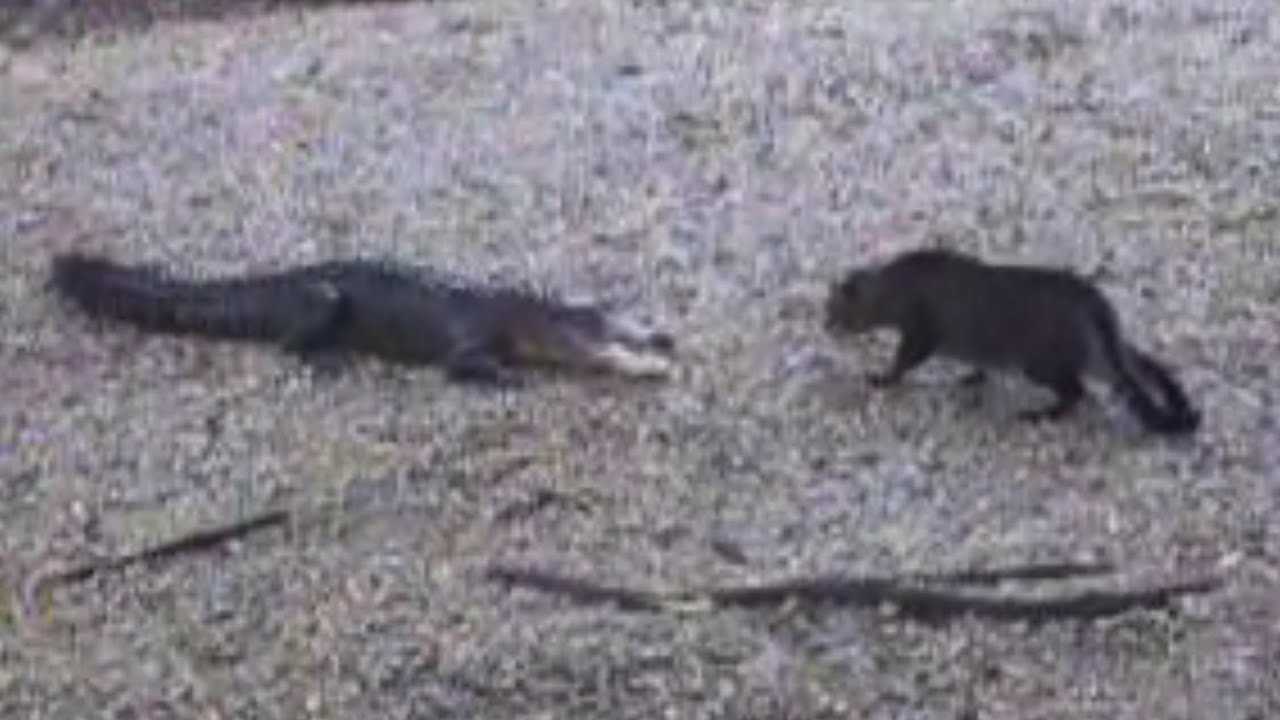 Instincts and Reactions