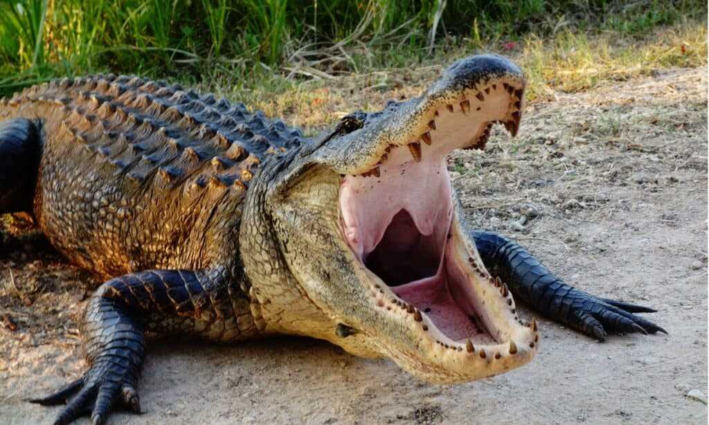 Comparing the Size and Strength of Felines and Reptiles