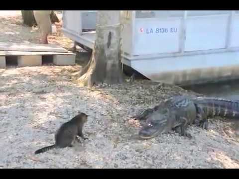 Are Alligators Scared of Cats?