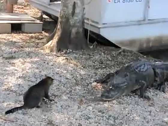 Comparing the Size and Strength of Large Reptiles and Domestic Felines