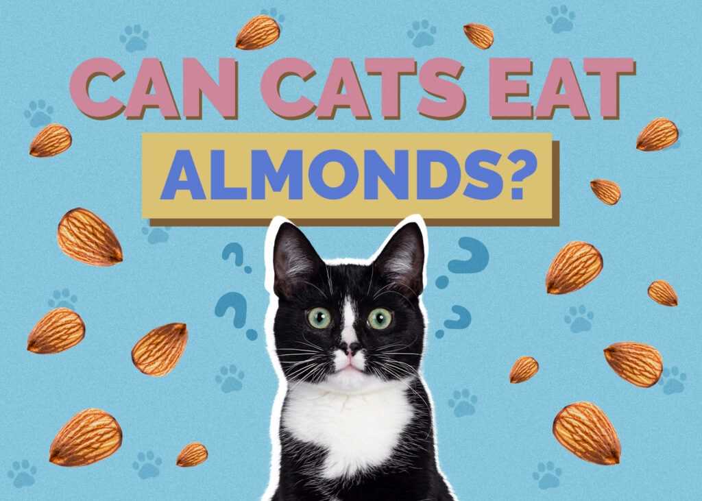 Safe Snack Alternatives for Your Cat