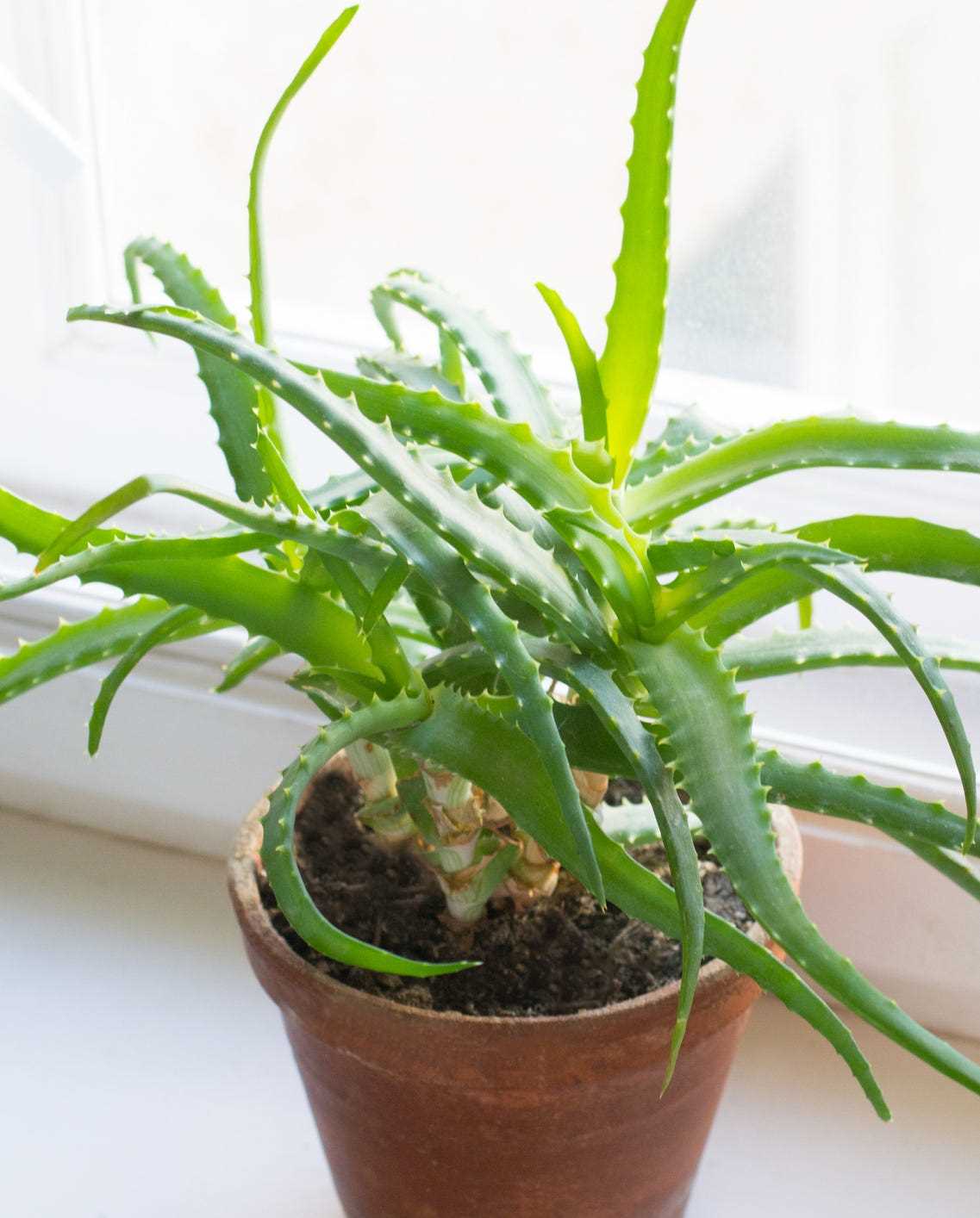 Preventing Access: Tips for Keeping Felines Away from Aloe