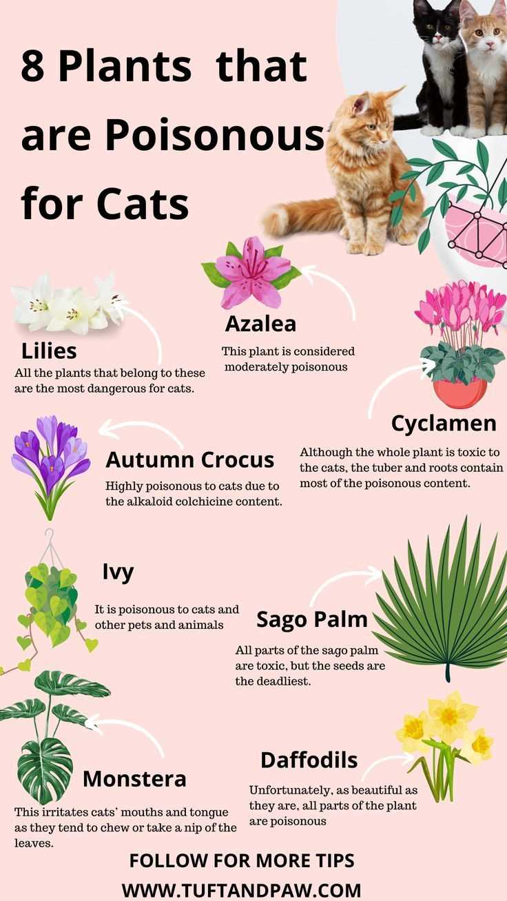 Understanding Aloe Vera Toxicity in Cats