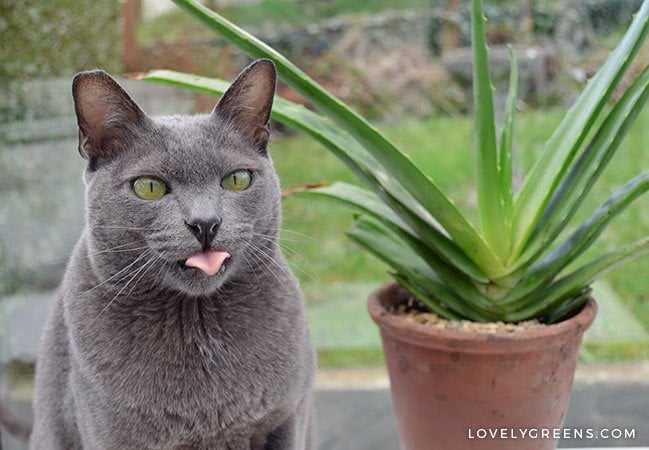 Symptoms of Aloe Poisoning in Cats