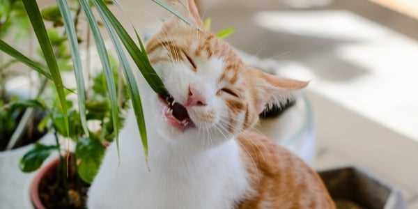 Safe Alternatives for Cat Owners