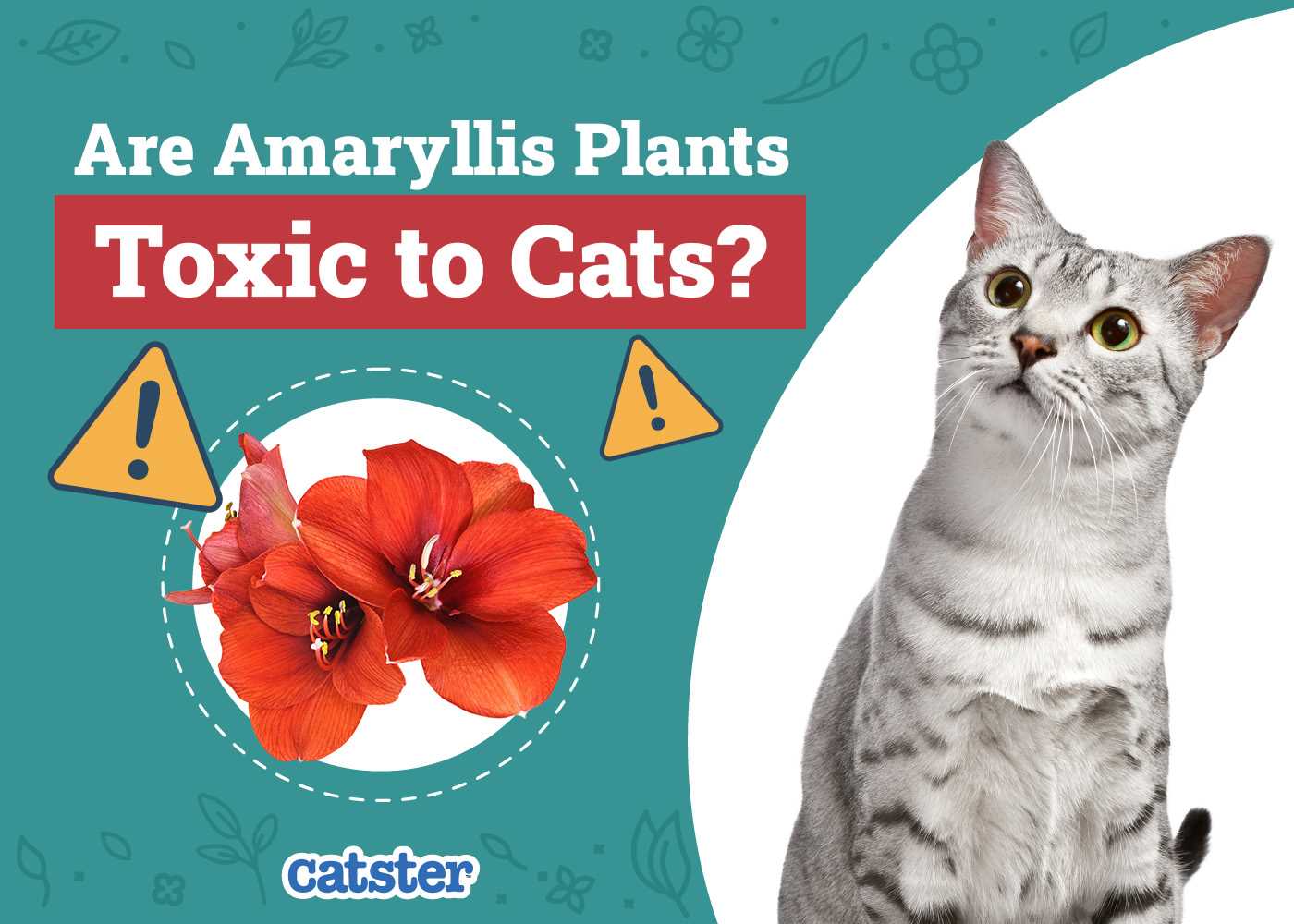 Preventing Cat Exposure to Amaryllis Plants in Your Home