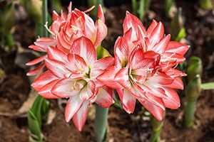 Immediate Actions to Take if Your Cat Ingests Amaryllis