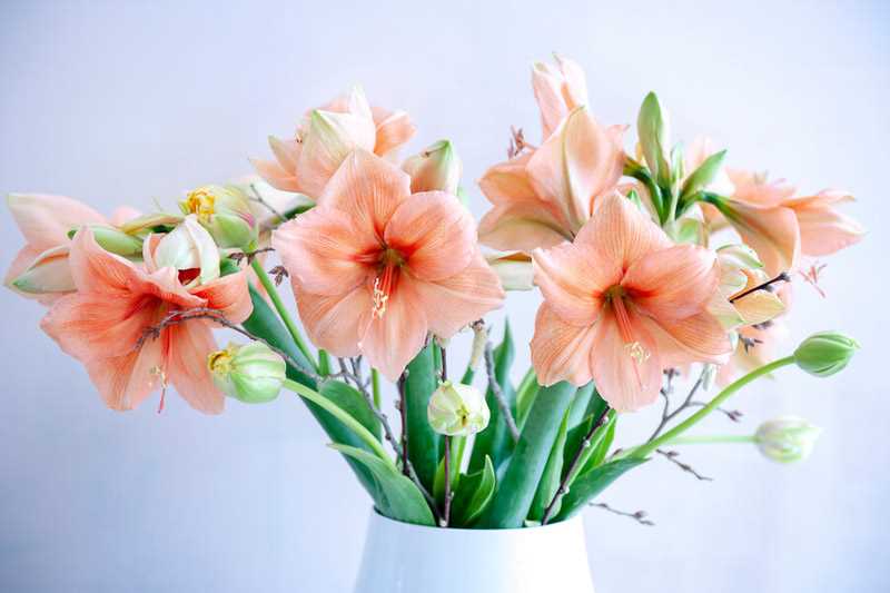 Identifying Symptoms of Amaryllis Poisoning in Pets