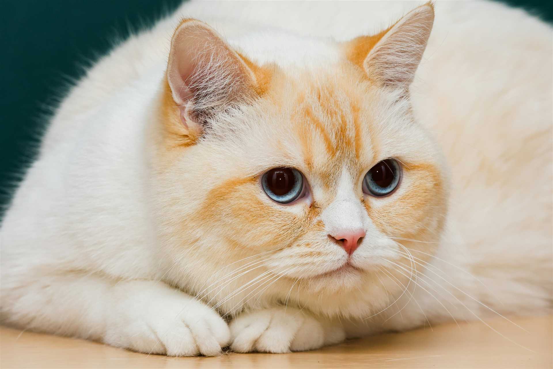 Hypoallergenic Properties of My Breed