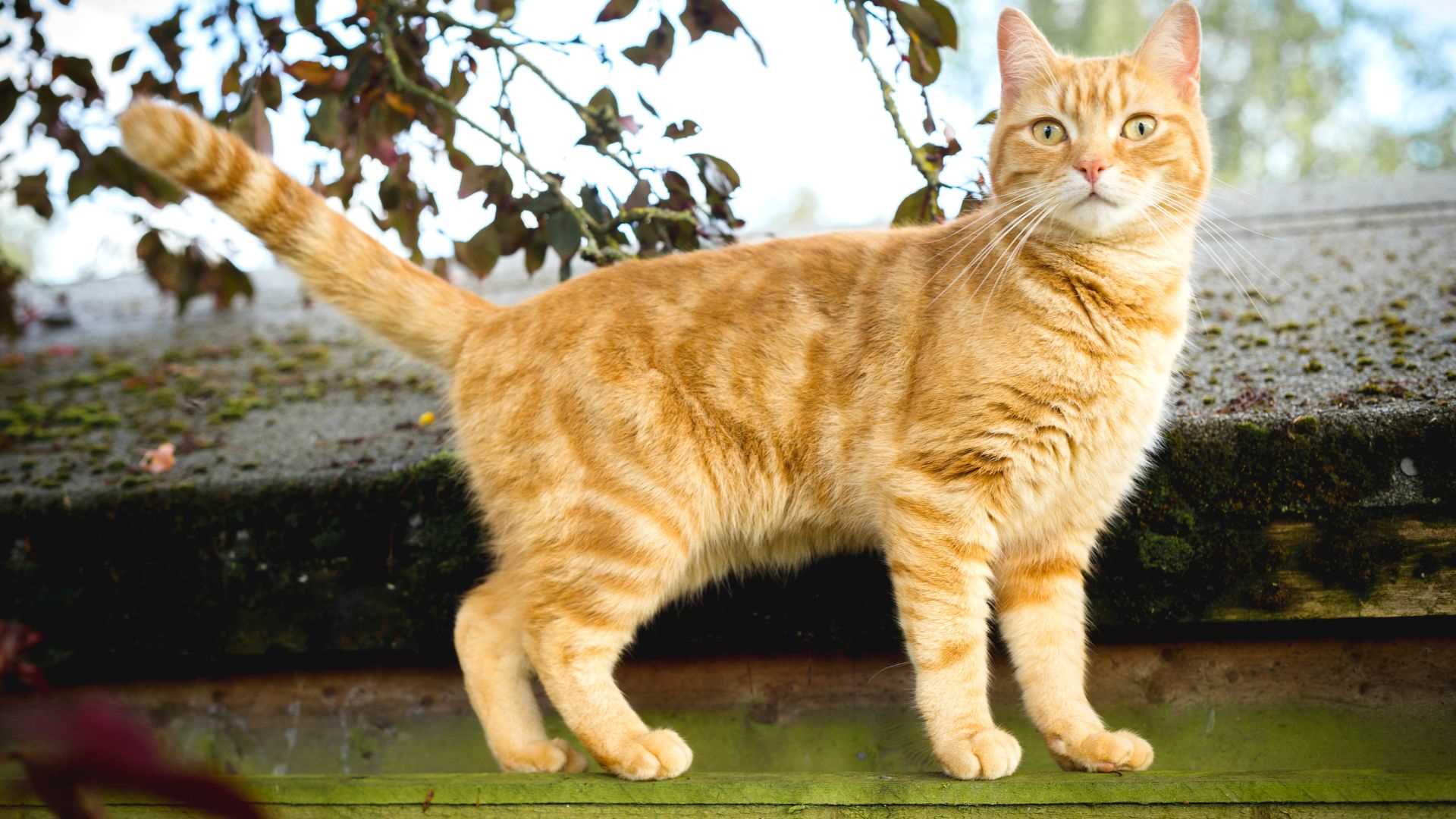 Comparing American Shorthairs to Other Breeds