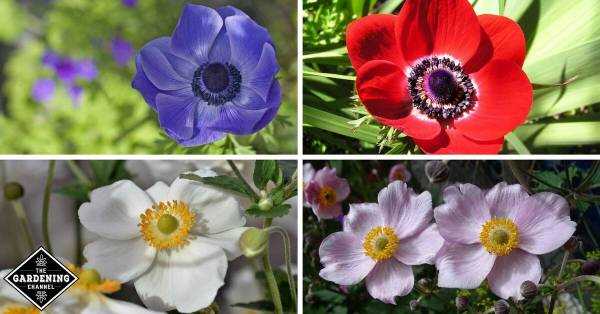 Identifying Toxic Anemone Species