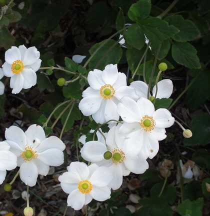 Are Anemone Flowers Safe for My Feline Friends?