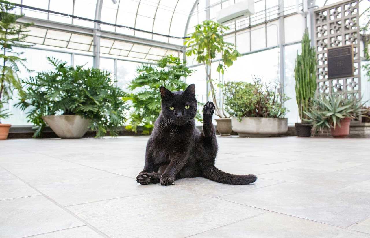 Symptoms of Angel Plant Poisoning in Cats