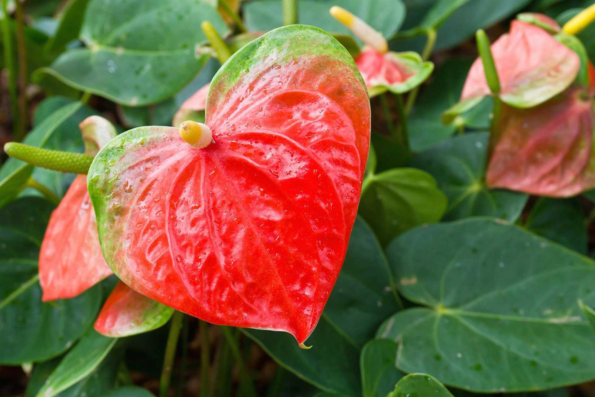 Are Anthurium Plants Safe for Felines?