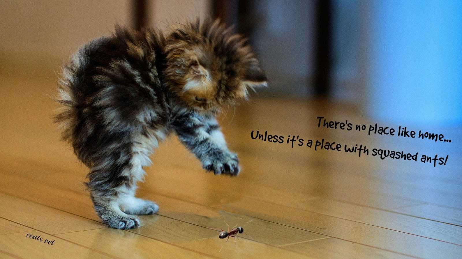 Potential Health Risks of Ants to Cats